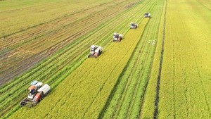Viet Nam to develop 1 million ha of low-emission high-quality rice by 2030