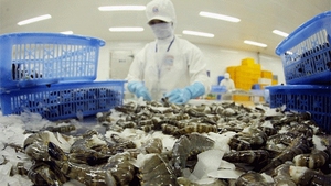 Viet Nam’s shrimps exported to 100 countries