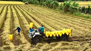 Prices of Vietnamese rice exports at world&#39;s highest