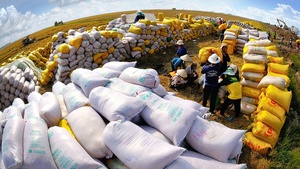 Rice export price hits decade high