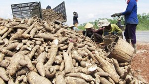 Cassava sector targets US$2 billion export turnover by 2030