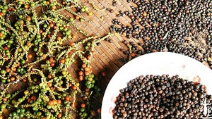 U.S. remains Viet Nam’s largest peppercorn importer