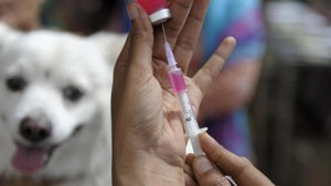 WHO donates 9,000 doses of life-saving rabies vaccine to high-risk provinces in Viet Nam