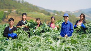 Two nations, one vision: Viet Nam, India deepen traditional medicine partnership ahead of WHO Summit