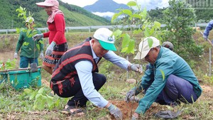 Viet Nam plants over 1.4 billion trees, surpassing preset goal