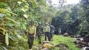 Viet Nam classified as a “low-risk” country under EU deforestation law