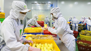Viet Nam exports first batch of frozen durians to China