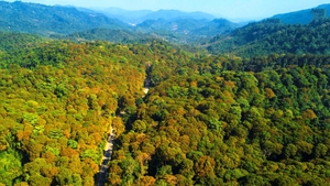 Viet Nam launches US$102 million initiative to protect forests, boost rural incomes