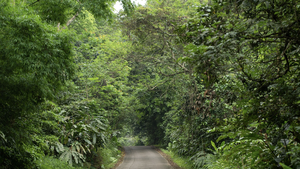 Viet Nam gains nearly US$72 million from carbon credit