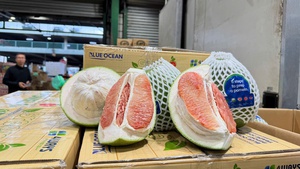 Viet Nam exports first shipment of fresh pomelos to Australia