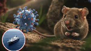 WHO: Hantavirus risk remains low in Viet Nam