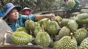 Durian exports on track to surpass US$4 billion by year-end