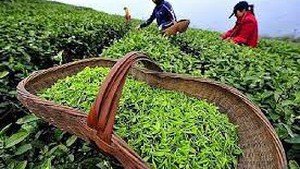 2024年1月份越南茶叶出口创汇2100万美元
