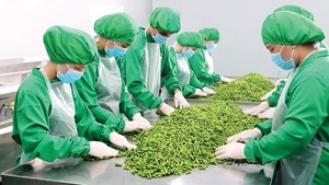 2024年第一季度越南蔬果出口金额创新高