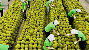 今年前4个月，越南果蔬出口额首次超过10亿美元