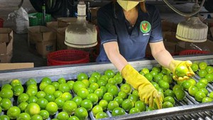 2025年越南蔬果产品出口创新高