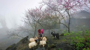 越南荣获“世界领先遗产目的地”称号