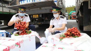 通过老街口岸输出到中国的越南荔枝金额逾3200万美元