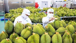2025年前9个月越南果蔬出口额突破61.1亿美元