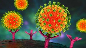 越南尚未出现尼帕病毒感染病例