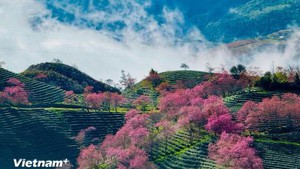 越南沙坝成为亚洲Top100旅游目的地榜单中增长最快的旅游胜地