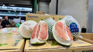 越南新鲜柚子正式输出澳大利亚