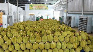 2026年前5个月越南农林水产品出口300多亿美元