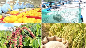 2026年6月，越南农林水产品出口金额同比增长10%
