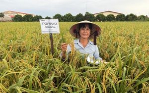 Người 'gieo vàng" trên những cánh đồng quê hương