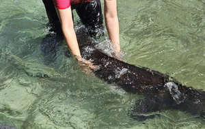 Cá tầm 'khổng lồ' sẽ được bán tại Tuần lễ Nông sản Việt 2025