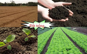 Cần sớm ban hành bộ tiêu chí 'sức khỏe đất lúa'