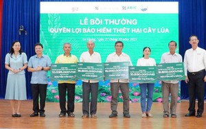 Bảo hiểm cây lúa: ‘Lá chắn’tài chính cho chuỗi sản xuất – tiêu thụ lúa gạo