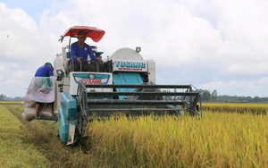 Công nghệ mở đường cho sản xuất lúa chất lượng cao, phát thải thấp ở ĐBSCL