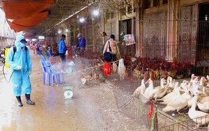 Công điện của Thủ tướng Chính phủ về việc triển khai đồng bộ, quyết liệt, có hiệu quả các giải pháp phòng, chống dịch bệnh gia súc, gia cầm
