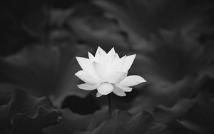 Nguyên Chủ tịch nước Trần Đức Lương từ trần