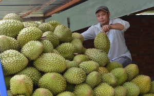 Tiền Giang áp dụng hiệu quả nhiều biện pháp kỹ thuật phát triển sầu riêng