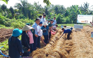 Biến rơm rạ thành 'vàng xanh': Công nghệ đột phá từ đồng ruộng