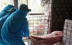 Nhiều địa phương tại Quảng Ngãi ghi nhận các ổ dịch tả lợn châu Phi