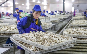 Hành trình tỷ đô của nông sản các nước (Kỳ 1): Nông dân Trung Quốc đổi đời từ cây nấm nhỏ