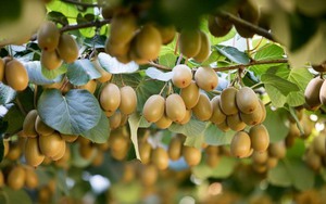 Hành trình tỷ đô của nông sản các nước (Kỳ 4): 'Trái vàng' của New Zealand