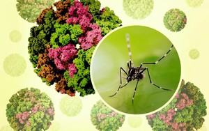 Việt Nam chưa ghi nhận ca mắc Chikungunya