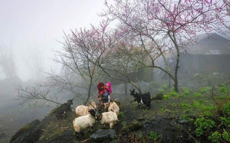 越南荣获“世界领先遗产目的地”称号