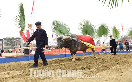 Tuyên Quang, Hòa Bình tổ chức ngày hội đầu xuân mới