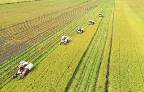 Viet Nam to develop 1 million ha of low-emission high-quality rice by 2030