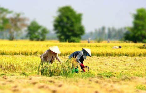 Viet Nam targets to train around 1.5 million rural adults annually through 2030