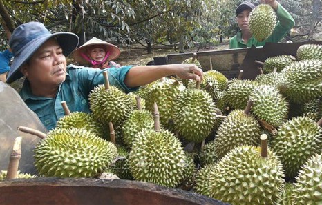 Durian exports on track to surpass US$4 billion by year-end