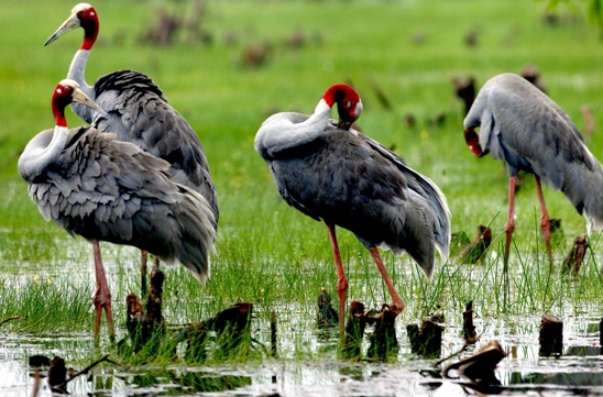 Gov't takes action to protect migrating wild birds