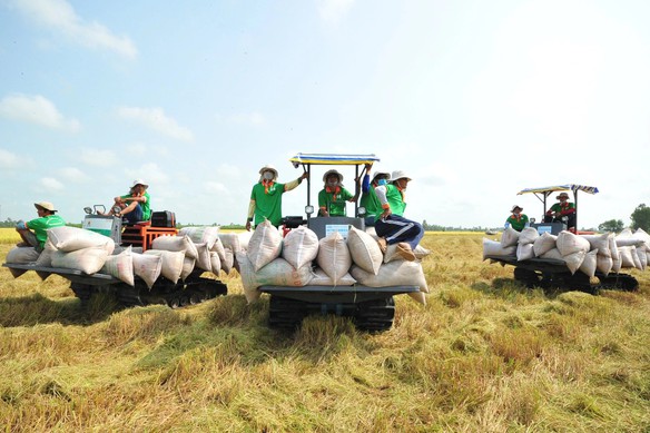 Đảm bảo việc điều hành sản xuất và tiêu thụ lúa gạo trong tình hình mới