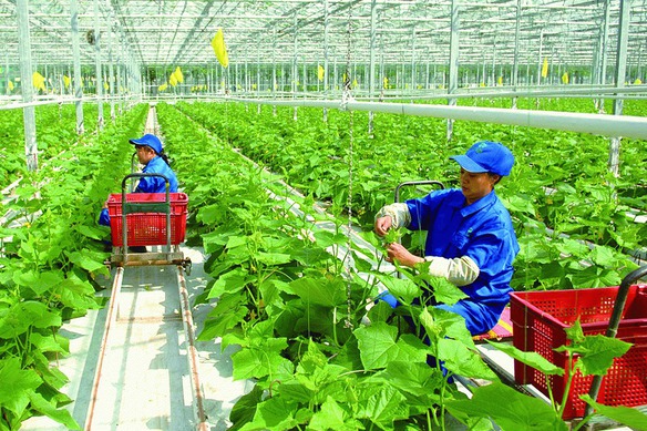 Chính sách về khuyến nông