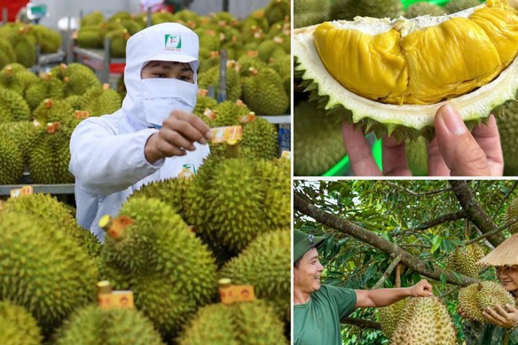 Không mở rộng diện tích sầu riêng; tập trung nâng cao năng suất, chất lượng